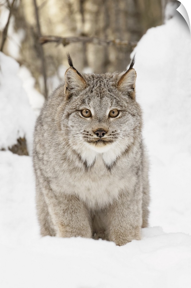 Canada lynx in winter, lynx canadensis, controlled situation.