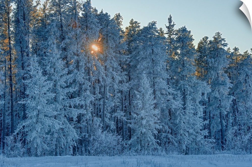 Canada, Manitoba, Belair provincial forest. Backlit jack pine trees covered in hoarfrost.