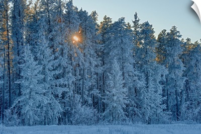 Canada, Manitoba, Belair Provincial Forest, Backlit Jack Pine Trees Covered In Hoarfrost
