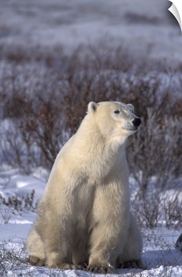 Canada, Manitoba, Churchill, A polar bear near Hudson Bay
