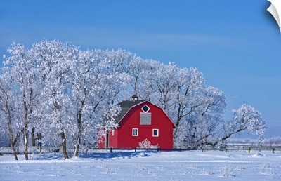 Canada, Manitoba, Deacon's Corner, Red Barn Surrounded By Trees Covered With Hoarfrost