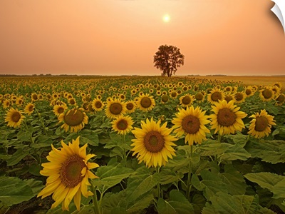 Canada, Manitoba, Dugald, Field Of Sunflowers And Cottonwood Tree At Sunset