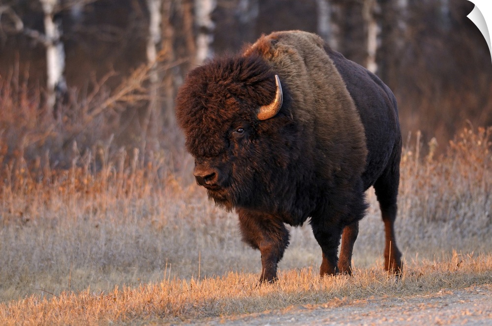 Canada, Manitoba, riding mountain national park. Close-up of male American plains bison.