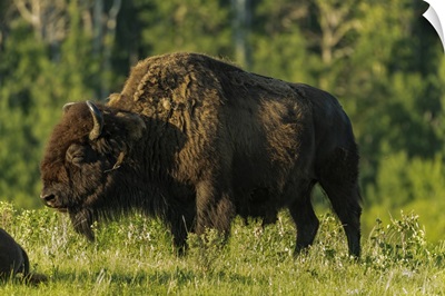Canada, Manitoba, Riding Mountain National Park, Plains Bison Adult Standing In Grass