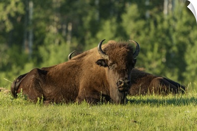 Canada, Manitoba, Riding Mountain National Park, Plains Bison Adults Resting In Grass