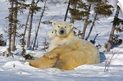 Canada, Manitoba, Wapusk National Park. Polar Bear Cub Playing With A Watchful Mother.