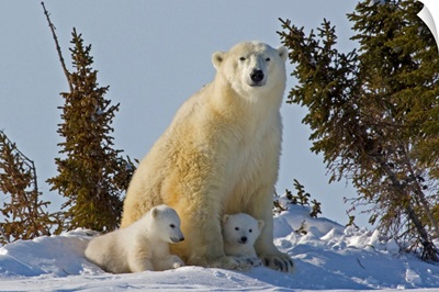 Canada, Manitoba, Wapusk National Park. Polar Bear Cubs Being Protected By Mother.