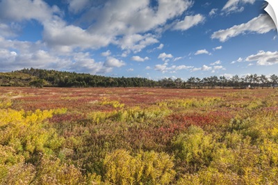 Canada, Nova Scotia, Advocate Harbour, Blueberry Field In Autumn