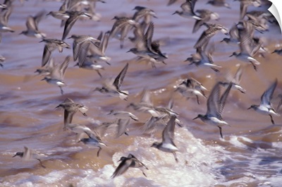Canada, Nova Scotia, Grand Pre Beach, sandpipers take flight