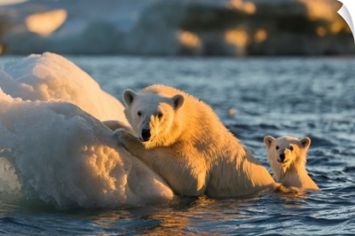 Canada, Nunavut Territory, Repulse Bay, Polar Bear And Young Cub