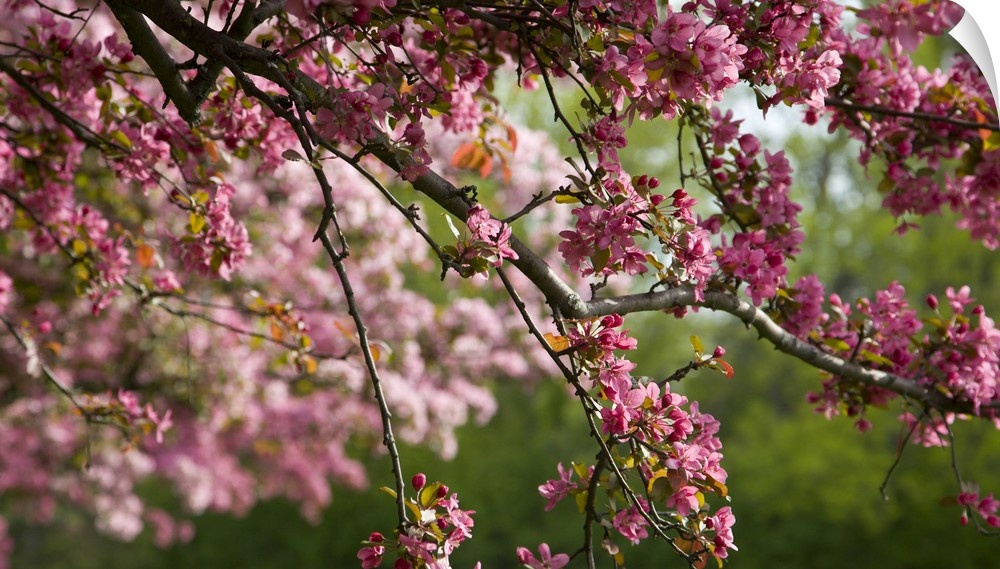 Canada, Ontario, Ottawa. Close-up of limb with cherry blossoms.  Credit as: Bill Young / Jaynes Gallery / DanitaDelimont.com
