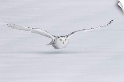 Canada, Ontario. Snowy owl flies low to ground.