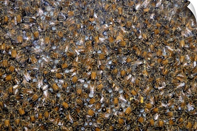 Canada, Quebec. Honey Economusee. Beehive