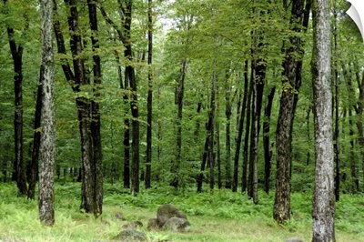 Canada, Quebec, Sugar Shack (le Chemin du Roy), maple tree forest