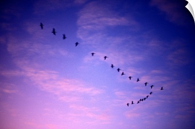 Canada, Saskatchewan, Canadian Geese fly past clouds lit by setting sun over Regina