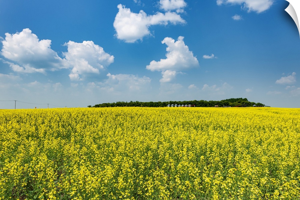 Canada, Saskatchewan, Foam Lake. Field of yellow canola crop on farm.