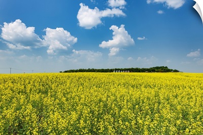 Canada, Saskatchewan, Foam Lake, Field Of Yellow Canola Crop On Farm
