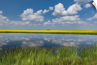 Canada, Saskatchewan, Viscount, Reflection In Prairie Pond Water And Canola Crop