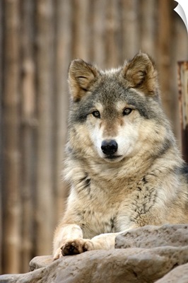 Captive Gray Wolf, Folsom City Zoo Sanctuary, Folsom, California