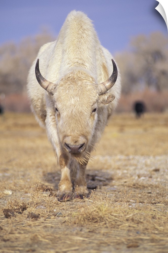Captive white American bison; American Indians revered rare white buffalo as a spirit animal