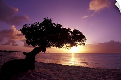 Caribbean, Aruba, divi divi tree at sunset