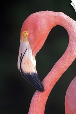 Caribbean, Aruba, Sonesta Island, Caribbean Flamingo