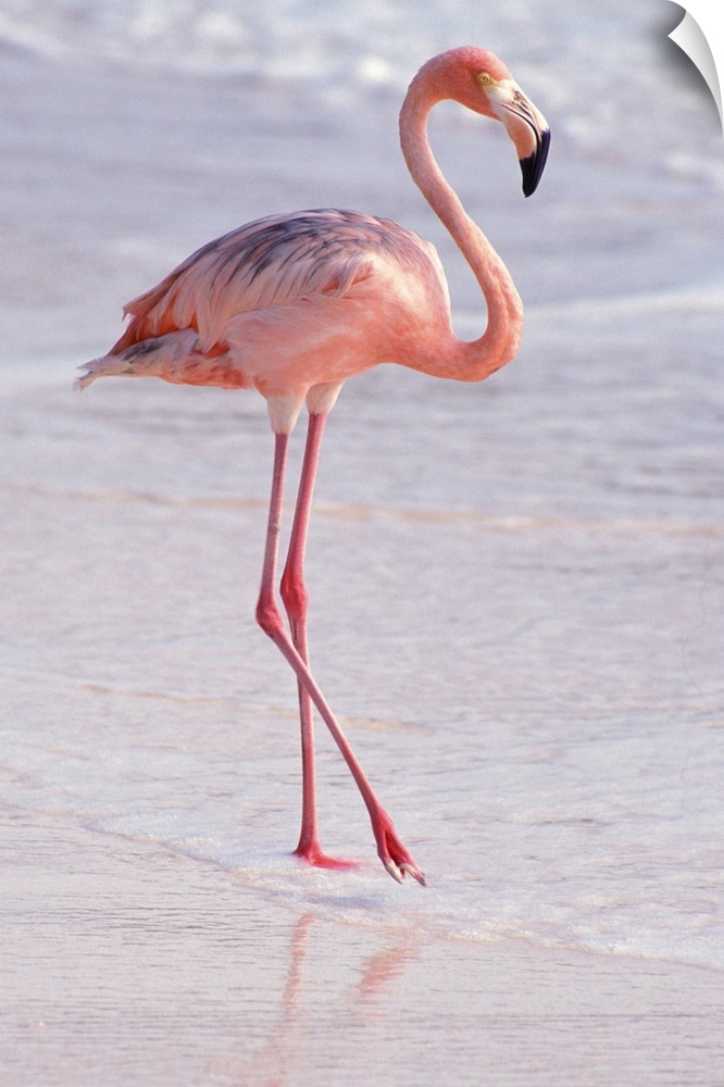 Aruba. Dutch Caribbean. Sonesta Island. Flamingo.