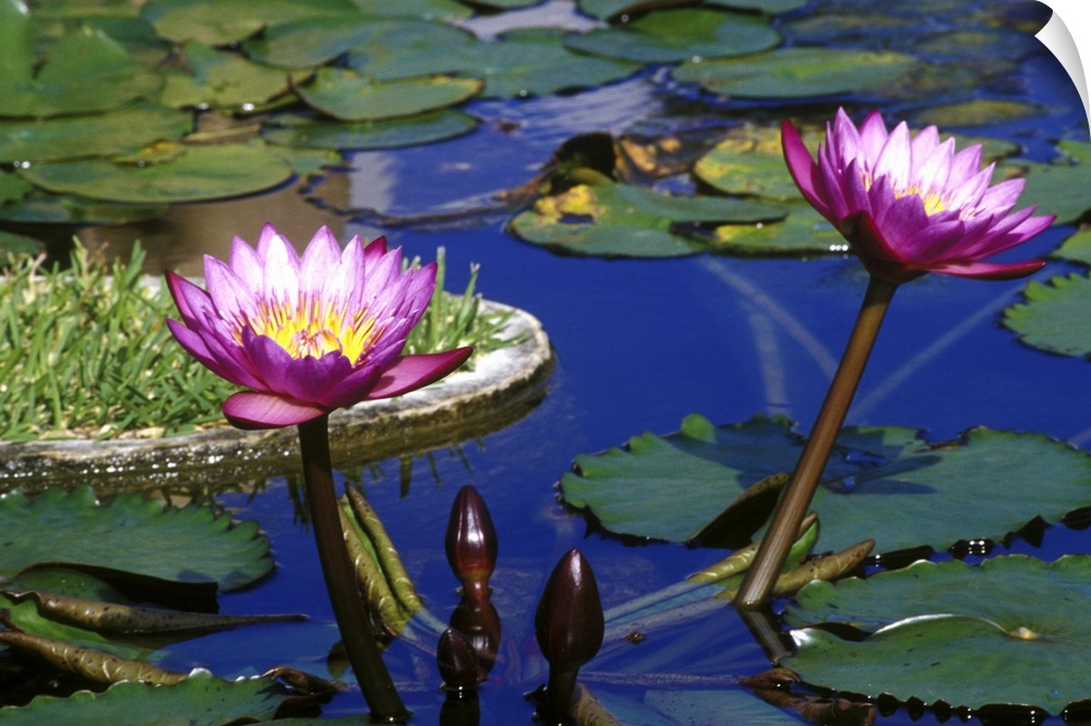 Caribbean, Bermuda, Devonshire Parish, Palm Grove Gardens. Water Lillies in reflecting pool