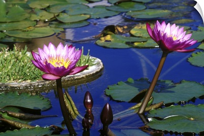 Caribbean, Bermuda, Devonshire Parish, Water Lillies in reflecting pool