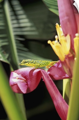 Caribbean, French West Indies, Martinique, Jardin de Balata, Banana flower with lizard