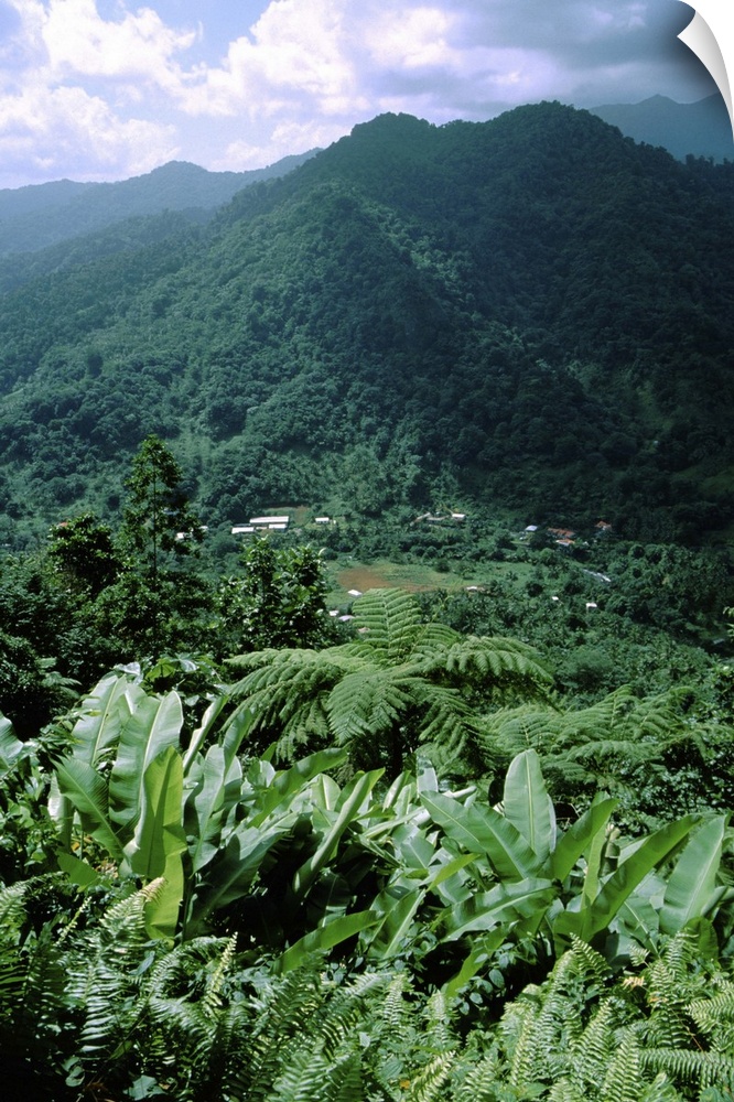 Caribbean, Island of Dominica (aka Nature Island). Lush tropical island landscape.