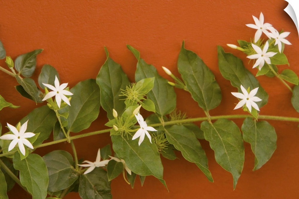 Caribbean, Netherland Antilles, Curacao, Willemstad.  Flowering vine on red wall.