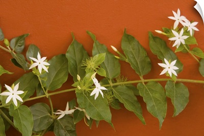 Caribbean, Netherlands Antilles, Curacao, Willemstad, flowering vine on red wall