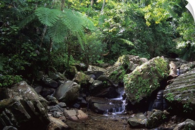 Caribbean, Puerto Rico, El Yunque. A water fall in the El Yunque rain forest