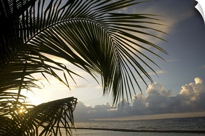 Caribbean, Puerto Rico, Vieques. Palm frond and beach at sunset