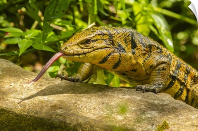 Caribbean, Trinidad, Asa Wright Nature Center, Tegu Lizard Close-Up