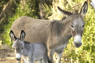 Caribbean, Turks and Caicos, Salt Cay Island, Mother and Just Born Baby Donkeys