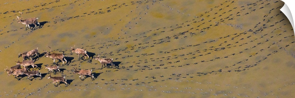 Caribou leaving tracks in mud, Alaska, USA.