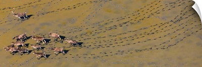 Caribou Leaving Tracks In Mud, Alaska