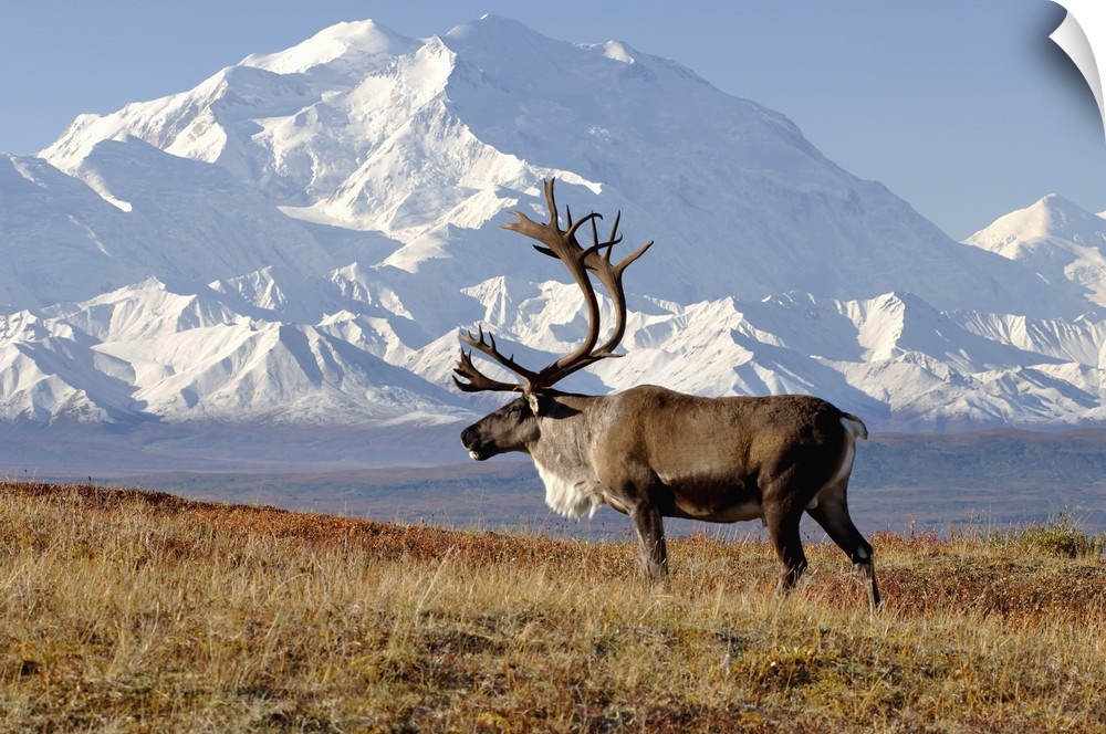Caribou (Rangifer tarandus) bull in fall colors with Mount McKinley in the background, Denali National Park, Interior, Ala...