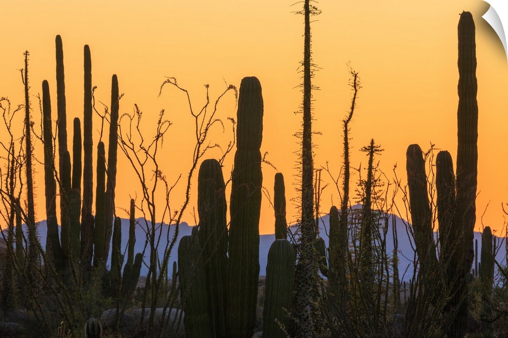 Catavina Desert, Baja California, Mexico.