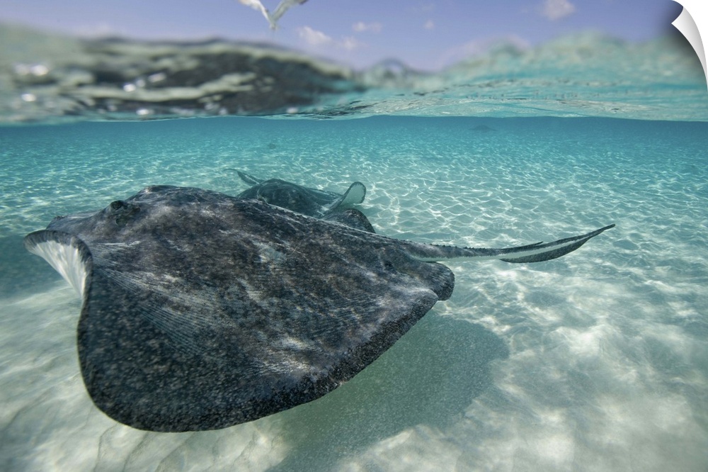 Cayman Islands, Grand Cayman Island, Underwater view of Southern Stingray (Dasyatis americana)  in shallow water at Stingr...