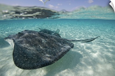 Cayman Islands, Grand Cayman Island, Southern Stingray in shallow water