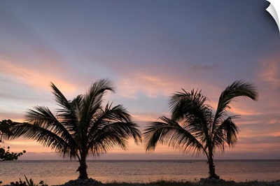 Cayman Islands, Little Cayman Island, palm trees at sunset