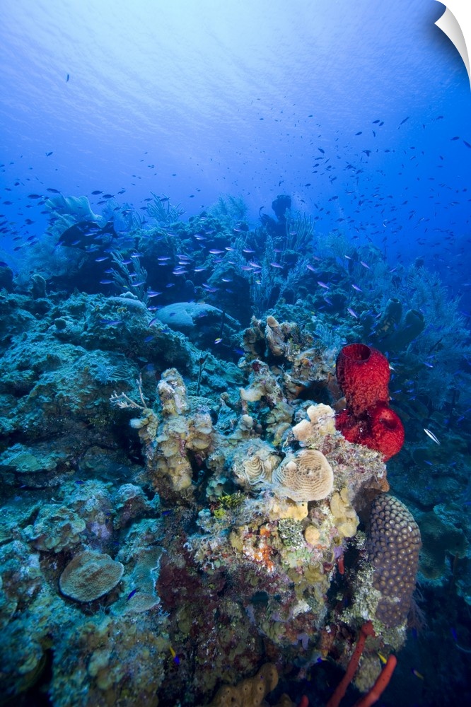 Cayman Islands, Little Cayman Island, Underwater view of Coral reef along Bloody Bay Wall