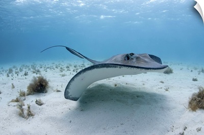 Cayman Islands, Underwater view of Southern Stingray in shallow water