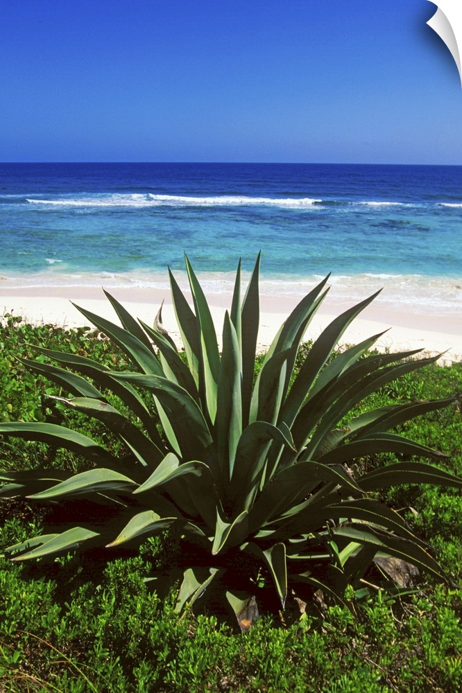 Century plants lining up the beaches of Cat Island, Bahamas.