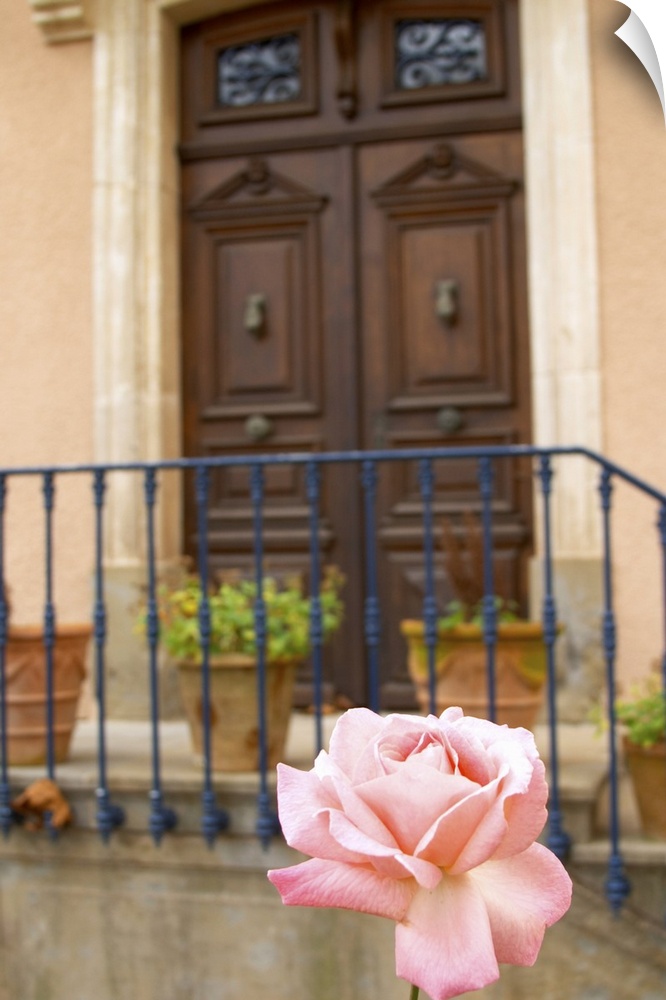 Chateau Mansenoble, In Moux, Les Corbieres, Languedoc, A Door, Rose Flower, France