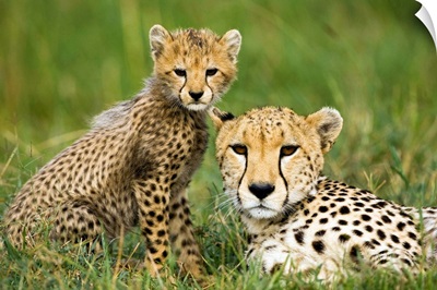 Cheetah Wall Art & Canvas Prints, Cheetah Panoramic Photos, Posters,  Photography, Wall Art, Framed Prints & More