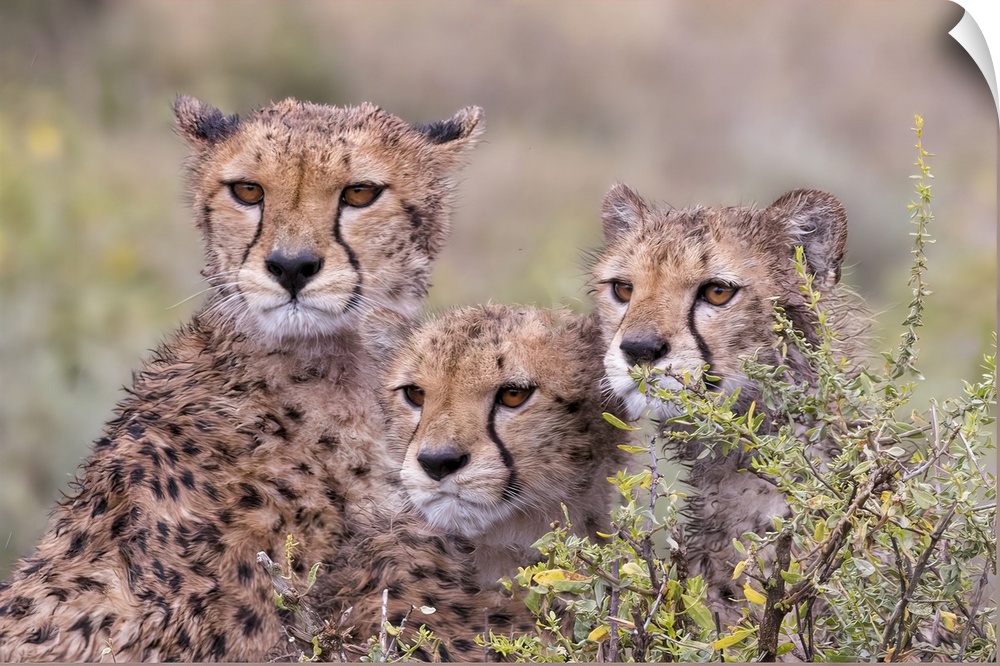 Cheetah cubs trying to hide behind bush, but too curious to stay in hiding. Serengeti, Tanzania, Africa.